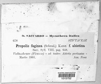 Propolis faginea image